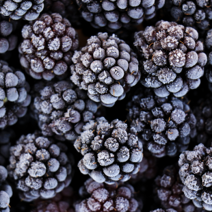 Blackberry Blackberry